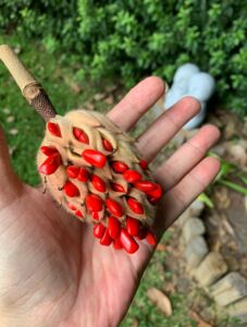 PHOTO Of Very Pretty Magnolia Seed Pod Blown From The Tree During Hurricane Ian In South Carolina