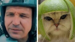 PHOTO Ron DeSantis Looks Like A Cat With A Helmet On Meme