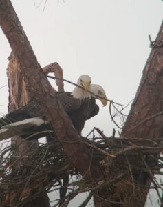 PHOTO Southwest Florida's Favorite Eagles Harriet And M15 Survived And Rebuilt Nest In North Fort Myers After Hurricane Ian