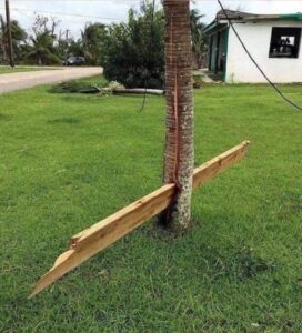 PHOTO Wood Board From A House Got Lodged Between A Tree In Cape Coral