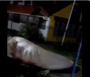PHOTO 600 Pound Whale On The Loose In St Augustine Due To Hurricane Nicole