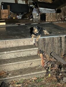 PHOTO Dog Waiting For Its Owners To Return Home To House That Was Demolished By Tornado In Caldwell Parish Louisiana