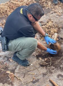 PHOTO Human Remains Including A Skull Found At Hutchinson Island In Florida After Hurricane Nicole