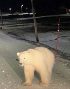 PHOTO Polar Bear Spotted In Texas During Tornado