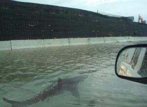 PHOTO Shark Spotted On The Freeway In Southeastern Houston Texas During Tornado