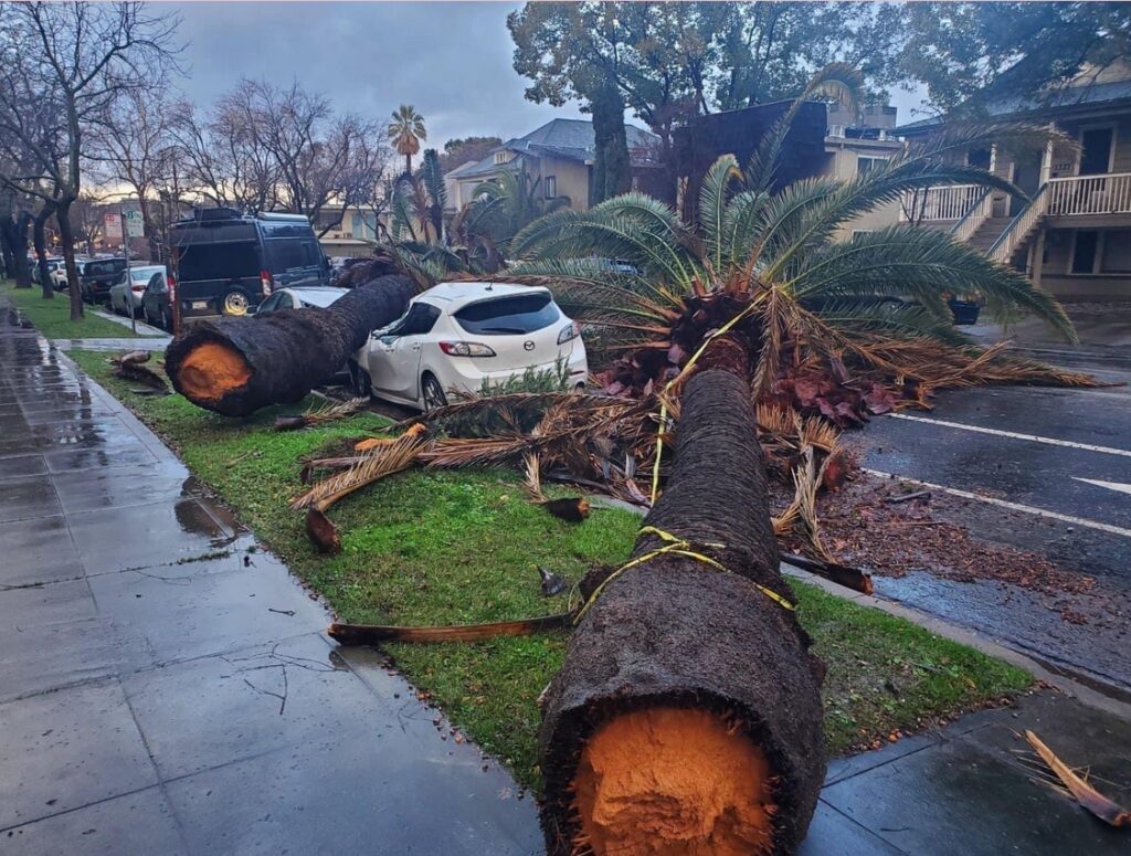 PHOTO The Scene In Sacramento California Is Crazy With Palm Trees Being ...