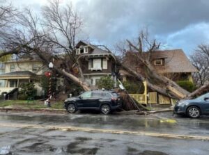 PHOTO The Scene In Sacramento California Is Crazy With Palm Trees Being Uprooted And Smashing Cars