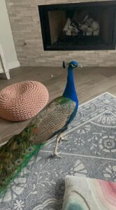 PHOTO Live Peacock Made It Into Someone's Home In Austin During Winter Storm