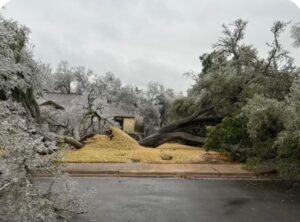 PHOTO Mansion In Texas Had Massive 100 Year Old Tree Uprooted In Front Yard From Winter Storm