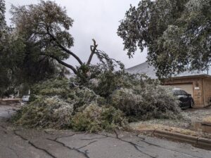 PHOTO Oak Tree In Pflugerville TX Is All But Gone From The Ice Storms
