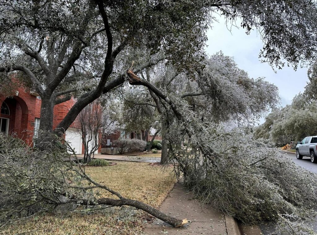 PHOTO Of Downed Trees All Over Austin TX Will Blow Your Mind