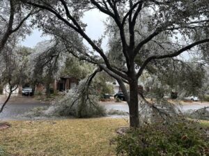 PHOTO Of Downed Trees All Over Austin TX Will Blow Your Mind