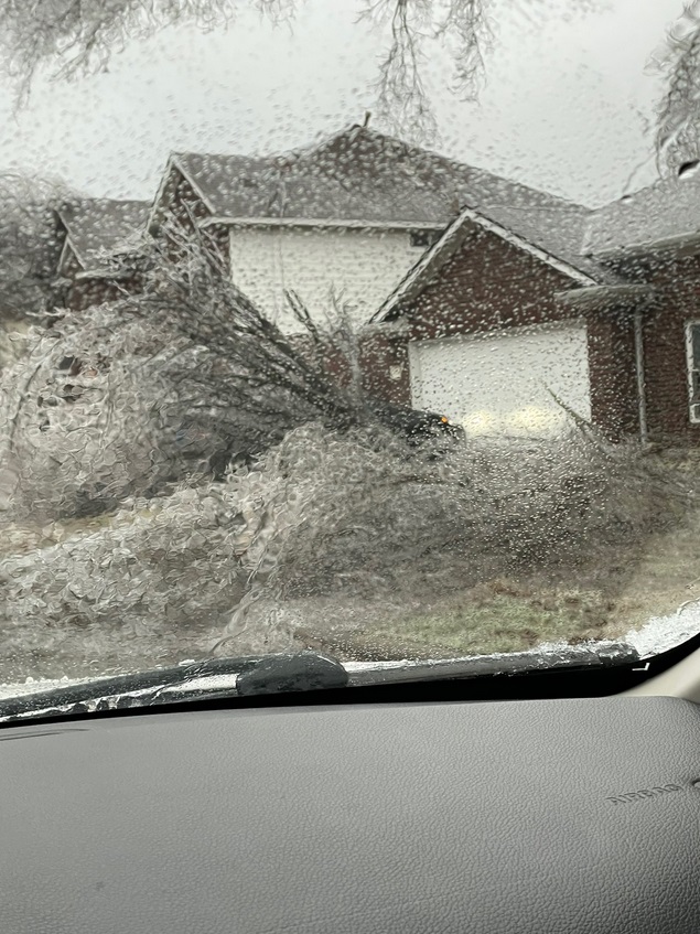PHOTO Of Live Oaks That Have Been In Texas Neighborhood For 25+ Years