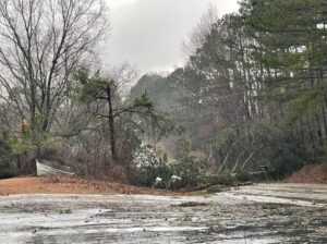 PHOTO Roads In Ripley Mississippi Look Horrible After Tornado And Trees Are Covering All The Streets