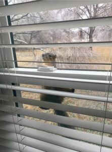 PHOTO Squirrels Are So Cold They're Trying To Get Inside People's Homes In Texas