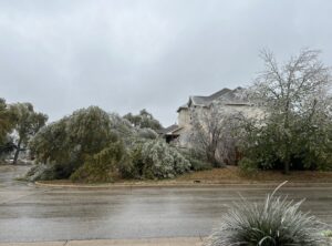 PHOTO Trees In Texas Yards Giving Out Under The Pressure Of Heavy Ice