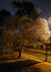 PHOTO Trees Just Falling Over During Winter Storm In Austin TX
