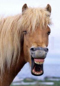 PHOTO Donald Trump Wants You To Think Stormy Daniels Looks Like This Horse