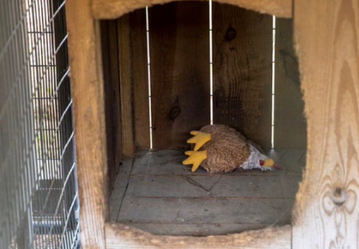 PHOTO Someone Put A Dead Chicken In Bubba's Kennel On Alex Murdaugh's