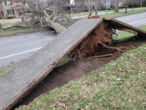 PHOTO Tree Dug Up The Sidewalk On Richmond Road In Kentucky