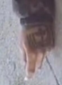 PHOTO Zoomed In Gang Tattoo On Mauricio Garcia's Hand