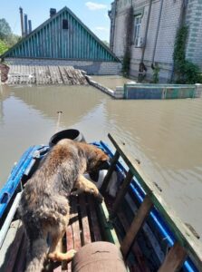 PHOTO Many Animals At Risk In The Town Of Sadove In Kherson Due To Rising Water Levels After Nova Kakhovka Dam Blew Up