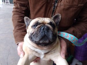 PHOTO Of Fernando Pérez Algaba's Pug Dog Found In Villa Lugano