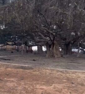 PHOTO Best Close Up Of Great Banyan Tree Shows Roots And Branches Are Still Intact