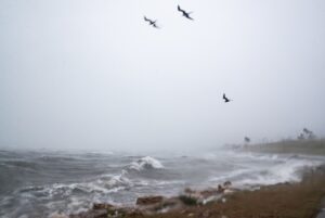 PHOTO Birds Flying Over Ocean In Corpus Christi During Tropical Storm Harold