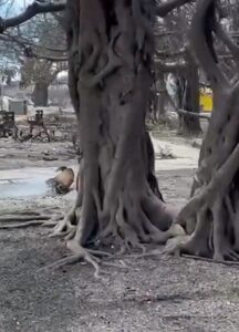 PHOTO Close Up Of Banyan Tree In Maui Shows Roots Were Burned But The Tree Is Okay