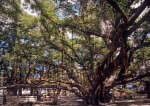 PHOTO Close Up The Outside Of The Great Banyan Tree Is Burned And Scarred