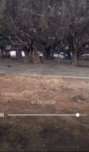 PHOTO Lahaina Banyan Tree Might Survive