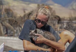 PHOTO Maui Resident Finds Her Cat In Burned Debris And Saves It