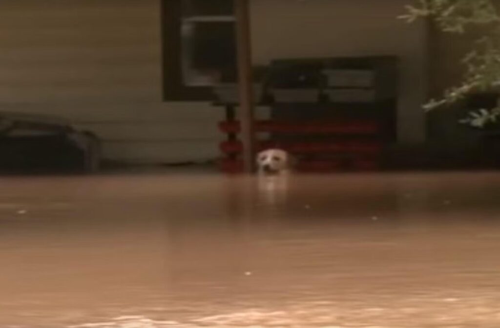 PHOTO Owner Left Behind Their Dog In Cedar Key Florida And His Head Is
