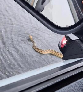 PHOTO Rattlesnake Swimming In Hernando County Florida Floodwaters After Hurricane Idalia Hit