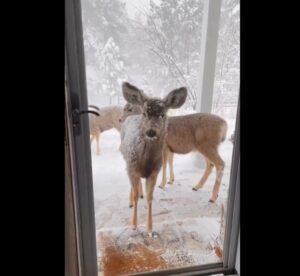 PHOTO Deer Showed Up To Colorado Residents Front Door During Blizzard