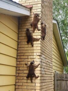 PHOTO Chad Daybell's House Has Animals Running Up The Chimney Meme
