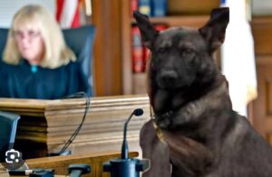 PHOTO Big Dog Taking The Stand At The Karen Read Trial Meme