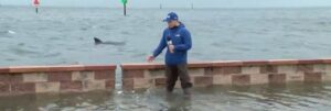 PHOTO Dolphin Casually Swimming In Floodwaters At Hudson Beach Park During Hurricane Debby