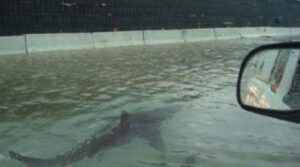 PHOTO Shark Swimming On Water In The Freeway In Cedar Key Florida During Hurricane Helene Landfall