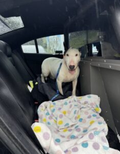 PHOTO Police Officer Rescues Dog From Hurricane Milton