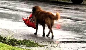 PHOTO Smart Dog Carrying Its Supplies And Fleeing Florida Before Hurricane Milton Makes Landfall