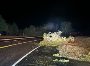 PHOTO Trees Broken Like Sticks Near Highway 82 In Prairie Grove From Tornado