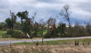 PHOTO Snapped Trees All Over Newbern Alabama After Tornado