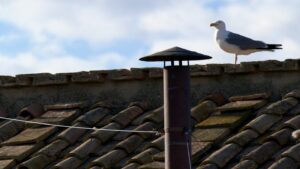 PHOTO One Seagull Locked In On The Conclave Proceedings On Wednesday