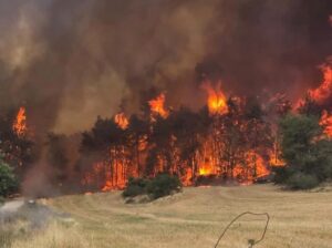 PHOTO The Fires In Israel Won't Be Put Out For A While If You See The Size Of These Flames