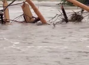 PHOTO Deer Swimming Through Kerrville Texas Floodwaters