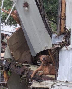 PHOTO Dog Found Sitting On Top Of Kerrville Flood Debris Like A Boss