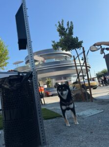 PHOTO Tesla Diner Has A Designed Dog Relief Area With Stone AND Grass