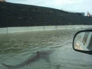 PHOTO Shark Swimming Down The Freeway In Milwaukee Wisconsin After City Flooded By Rain
